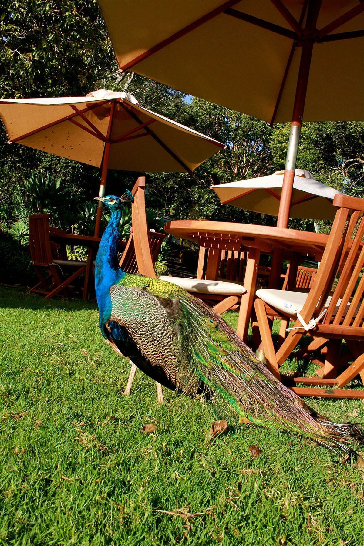 The Aberdare Country Club Hotel Mweiga Exterior foto
